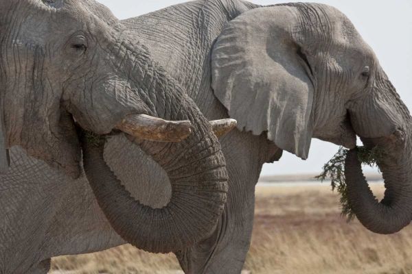 Two elephants eating plants, Etosha NP, Namibia